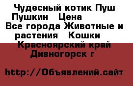 Чудесный котик Пуш-Пушкин › Цена ­ 1 200 - Все города Животные и растения » Кошки   . Красноярский край,Дивногорск г.
